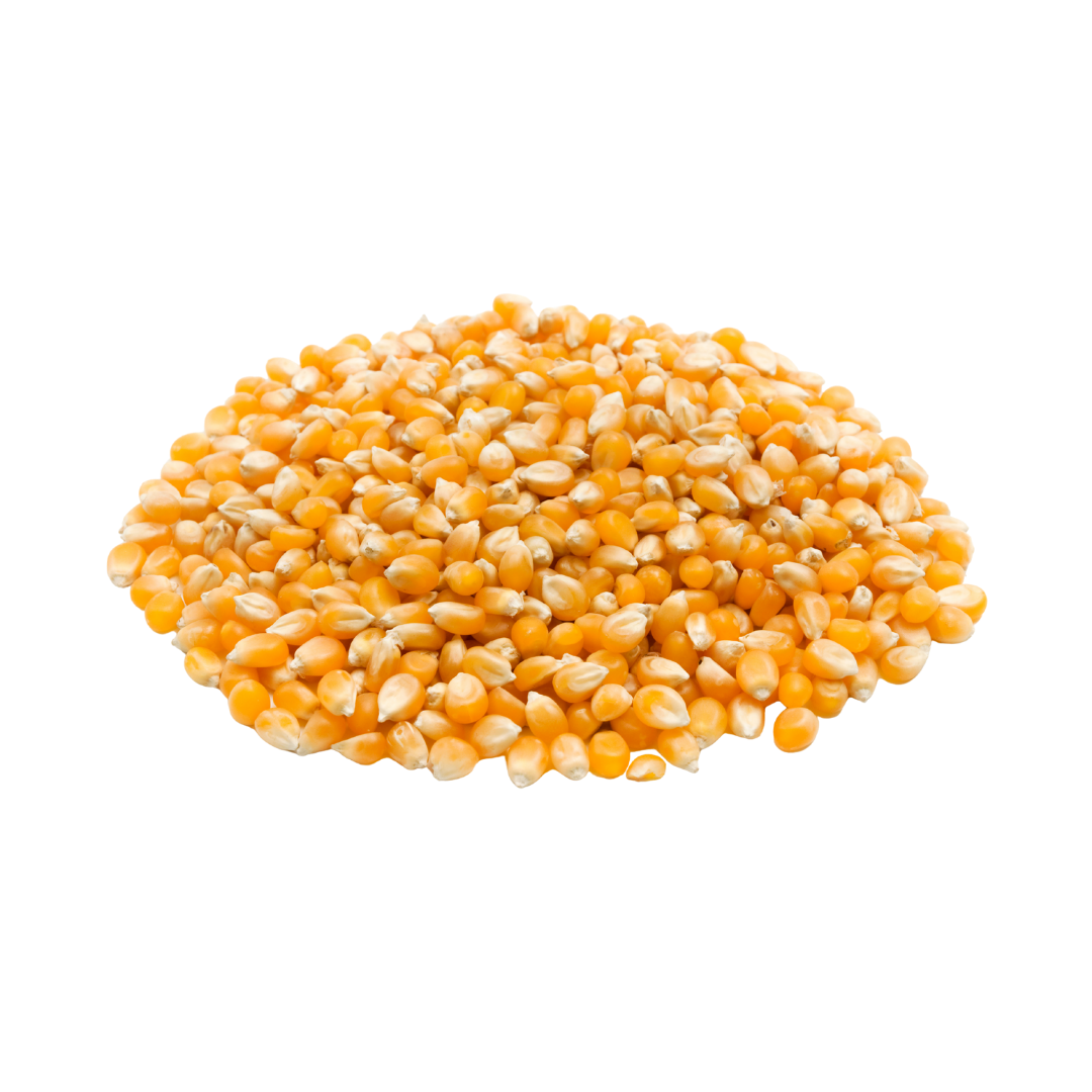 Maize