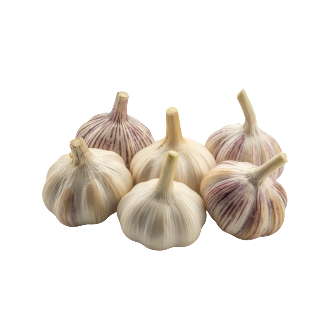 Garlic
